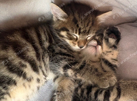 Two kittens for sale