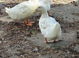 Cherry valley ducks