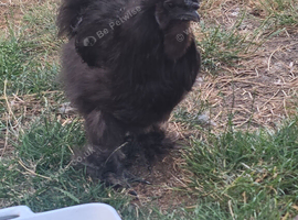 silkie chickens for sale