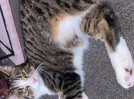 1 year old neutuered Male cat