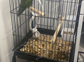 Alexzanderen parrot