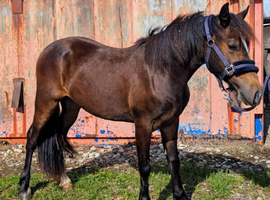 2yr Welsh d gelding to make 14.1/2
