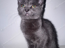 Stunning Chartreux Kittens
