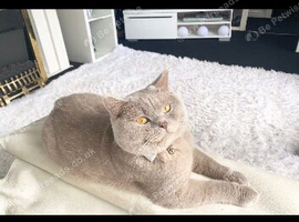 Adult Lilac  British Shorthair Male