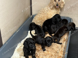 Cockapoo