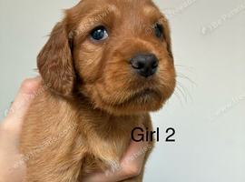 Cockerjack puppies for sale!! 1 girl left!!!!