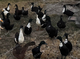 Cayuga/Pekin cross ducks - various ages & colours