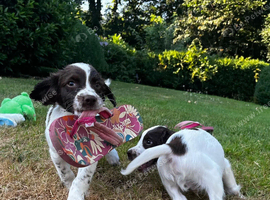 English springer spaniel