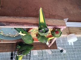 Baby  Kakariki  For Sale  .