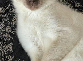 Gorgeous white and chocolate colourpoint male with icy blue eyes
