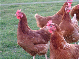 Rhode Island and warren laying hens