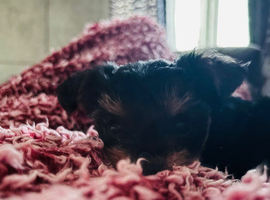 Yorkshire Terrier boy
