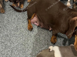 lovely miniature dachshunds puppies