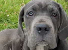 Female Cane Corso Ready to Go! 5 Months