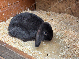 3 Lops