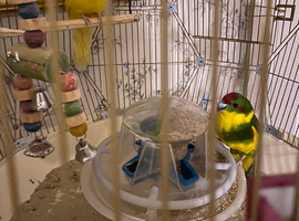 Omlet cage