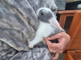 Baby rabbits