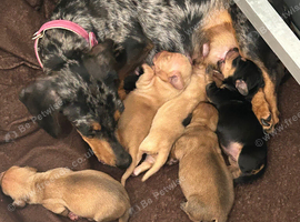 Miniature dachshund puppies