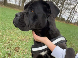 Cane corso for rehoming