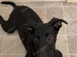 6 month old Belgian malinois mixed staffy
