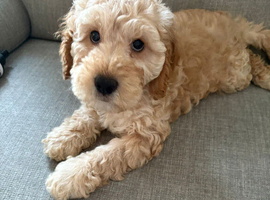 Beautiful cockapoo puppy