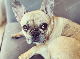 Female french bull dog
