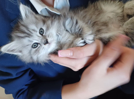 3 kittens for sale