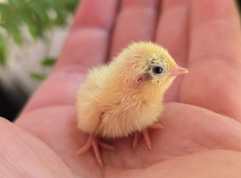 Chinese Painted (Button) Quail chicks