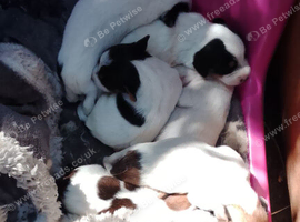 Jack Russell terrier puppies