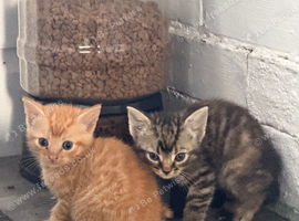 Kittens