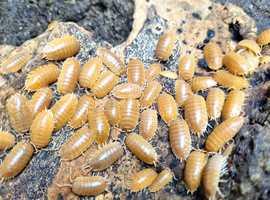 CHEAP BULK AVAILABLE. Giant Orange isopods for sale, UK very low prices in Rochester