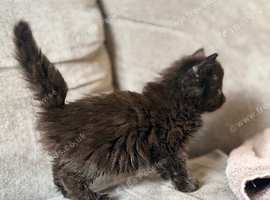 3 Beautiful Male Kittens &ndash; Ready 16th July!