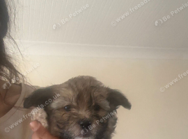 Chinese Crested Powder Puff Cross Pomeranian Puppies For Sale