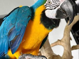 Blue and gold  macaw