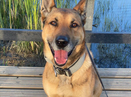 Kairo &ndash; Belgian Malinois x White German Shepherd Available for Stud