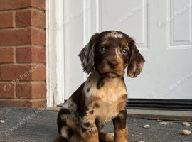 Chocolate Merle cocker spaniel