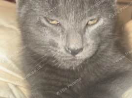 Male Grey Tabby