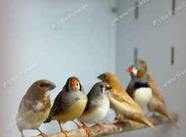 Zebras finches
