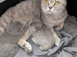 British shorthair