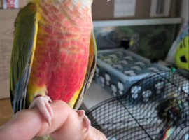 Pineapple conure