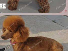 KC EXTENSIVELY HEALTH TESTED POODLE
