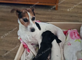 Jack Russell. Cross Manchester terrier