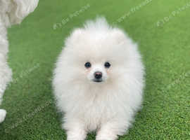 KC king Loki stud