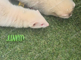 Ferrets