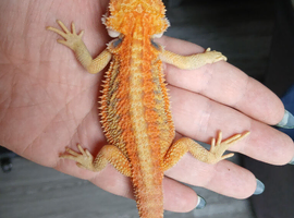 Baby bearded dragons