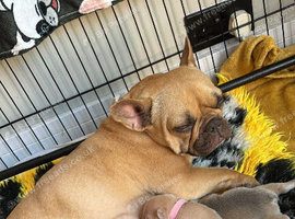 Beautiful French Bulldog Puppies