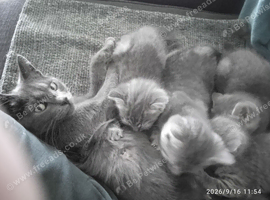 FOUR BEAUTIFUL KITTENS LOOKING FOR LOVING HOMES &ndash; &pound;80EACH