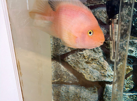 Large parrot fish