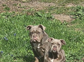 2 old tyme bulldogs brother n Sister