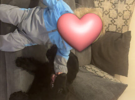 Cocker spaniel
